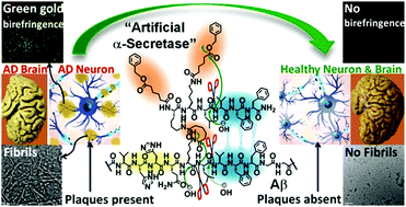 Graphical abstract: Engineered peptidic constructs metabolize amyloid β by self-assembly-driven reactions