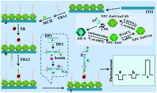 Graphical abstract: Target-induced photocurrent-polarity switching: a highly selective and sensitive photoelectrochemical sensing platform