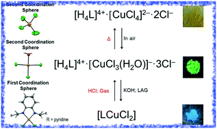 Graphical abstract: Reactivity among first and second coordination spheres using a multiprotonated ligand and Cu(ii) in the solid-state