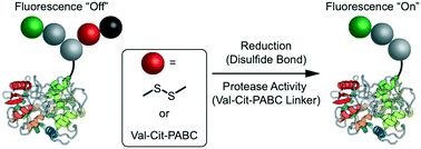 Graphical abstract: Design of protein-based “turn on” molecular probes for intracellular bond cleavage