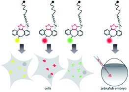 Graphical abstract: Bioorthogonal mRNA labeling at the poly(A) tail for imaging localization and dynamics in live zebrafish embryos