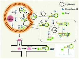 Graphical abstract: A novel intracellular signal amplification strategy for the quantification of ATP in single cells by microchip electrophoresis with laser-induced fluorescence detection