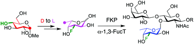 Graphical abstract: Chemoenzymatic synthesis of 3-deoxy-3-fluoro-l-fucose and its enzymatic incorporation into glycoconjugates