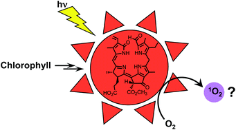 Graphical abstract: The red chlorophyll catabolite (RCC) is an inefficient sensitizer of singlet oxygen – photochemical studies of the methyl ester of RCC