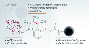 Graphical abstract: A single amino acid Gly-tag enables metal-free protein purification