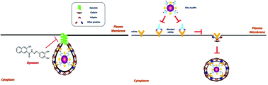 Graphical abstract: Investigation of cellular uptake mechanism of functionalised gold nanoparticles into breast cancer using SERS