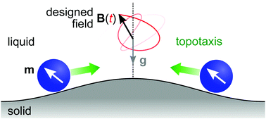 Graphical abstract: Programmable topotaxis of magnetic rollers in time-varying fields