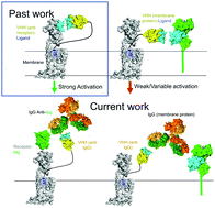 Graphical abstract: Activation of a G protein-coupled receptor through indirect antibody-mediated tethering of ligands