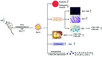 Graphical abstract: Supplementation of Alhagi honey polysaccharides contributes to the improvement of the intestinal immunity regulating the structure of intestinal flora in mice