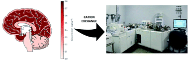 Graphical abstract: Quadrupole and multi-collector ICP-MS analysis of 226Ra in brain from a radium dial painter