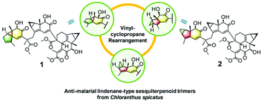 Graphical abstract: Trichloranoids A–D, antimalarial sesquiterpenoid trimers from Chloranthus spicatus