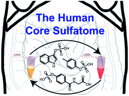 Graphical abstract: Investigation of the individual human sulfatome in plasma and urine samples reveals an age-dependency