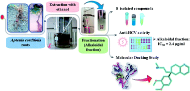 Graphical abstract: NS3/4A helicase inhibitory alkaloids from Aptenia cordifolia as HCV target