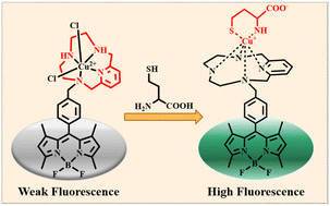Graphical abstract: Homocysteine-specific fluorescence detection and quantification for evaluating S-adenosylhomocysteine hydrolase activity