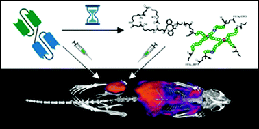 Graphical abstract: Pre-targeting of polymeric nanomaterials to balance tumour accumulation and clearance