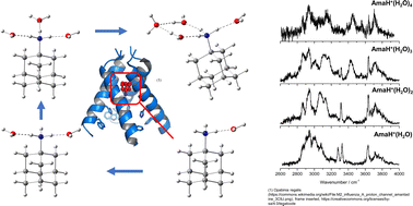 Graphical abstract: Microhydrated clusters of a pharmaceutical drug: infrared spectra and structures of amantadineH+(H2O)n