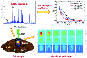 Graphical abstract: Investigation of the self-absorption temporal evolution of alkali and alkaline earth metal elements in soil using laser-induced breakdown spectroscopy