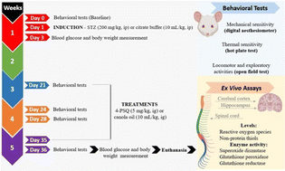 Graphical abstract: Contribution of antioxidant action of 7-chloro-4-(phenylselanyl)quinoline to treat streptozotocin-induced diabetic neuropathy in mice