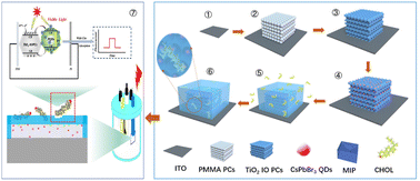 Graphical abstract: Molecularly imprinted polymer coating-assisted CsPbBr3 perovskite quantum dots/TiO2 inverse opal heterojunctions for the photoelectrochemical detection of cholesterol