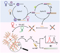 Graphical abstract: Dual cascade nucleic acid recycling-amplified assembly of hyperbranched DNA nanostructures to construct a novel plasmonic colorimetric biosensing method
