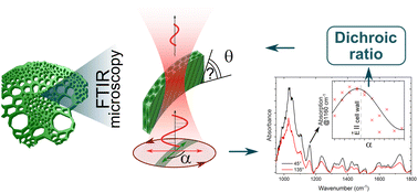 Graphical abstract: In situ infrared imaging of the local orientation of cellulose fibrils in plant secondary cell walls