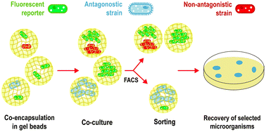 Graphical abstract: High-throughput bacterial co-encapsulation in microfluidic gel beads for discovery of antibiotic-producing strains