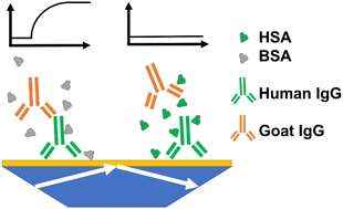 Graphical abstract: Influence of bovine and human serum albumin on the binding kinetics of biomolecular interactions
