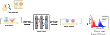 Graphical abstract: Multiplexed electrical detection of whole viruses from plasma in a microfluidic platform