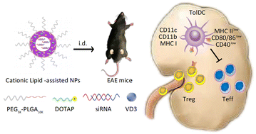Graphical abstract: Co-delivery of vitamin D3 and Lkb1 siRNA by cationic lipid-assisted PEG-PLGA nanoparticles to effectively remodel the immune system in vivo