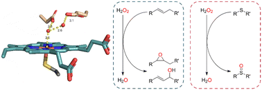 Graphical abstract: Natural alternative heme-environments allow efficient peroxygenase activity by cytochrome P450 monooxygenases