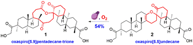 Graphical abstract: Koilodenoids A–G, immunosuppressive spiro dimers of diterpenoids from Koilodepas hainanense: structural elucidation and biomimetic transformation