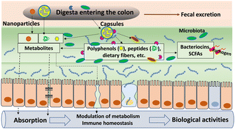 Graphical abstract: Structured soft particulate matters for delivery of bioactive compounds in foods and functioning in the colon