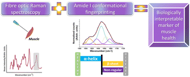 Graphical abstract: Conformational fingerprinting with Raman spectroscopy reveals protein structure as a translational biomarker of muscle pathology