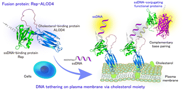 Graphical abstract: Cholesterol- and ssDNA-binding fusion protein-mediated DNA tethering on the plasma membrane