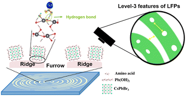 Graphical abstract: Visualization of level-3 latent fingerprints by surfactant-free CsPbBr3 MCs with Pb(OH)2 as a passivation layer and an anchored bridge