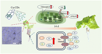 Graphical abstract: Effects of multifunctional cerium-doped carbon dots on photosynthetic capacity and nutritional quality of lettuce