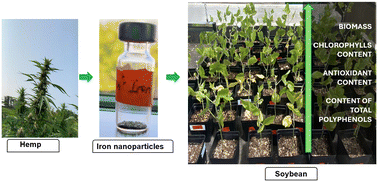 Graphical abstract: Upcycling plant waste: iron nanoparticles synthesized from Cannabis sativa enhance biomass and antioxidative properties in soybean (Glycine max)