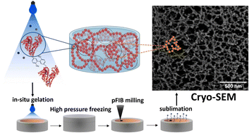 Graphical abstract: Unveiling the structure of protein-based hydrogels by overcoming cryo-SEM sample preparation challenges