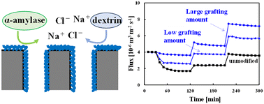 Graphical abstract: Poly(2-methoxyethyl acrylate)-grafted microfiltration membranes exhibiting low-fouling properties in the presence of salt species