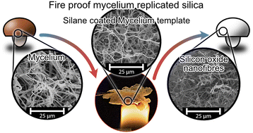 Graphical abstract: Silicon oxide nanofibers using fungi mycelium as template material/from water purification to space insulation