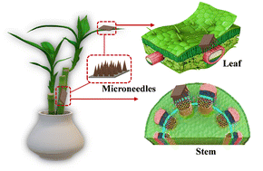 Graphical abstract: Microneedle (MN)-based sensing technology: an innovative solution for agriculture
