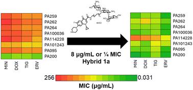 Graphical abstract: Enhancing outer membrane permeability of tetracycline antibiotics in P. aeruginosa using TOB–CIP conjugates