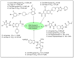 Graphical abstract: Recent advancements in the development of next-generation dual-targeting antibacterial agents