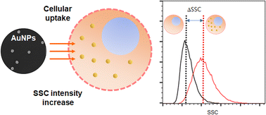 Graphical abstract: Quantification of cellular uptake of gold nanoparticles via scattering intensity changes in flow cytometry