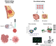 Graphical abstract: Engineered anti-HER2 drug delivery nanosystems for the treatment of breast cancer