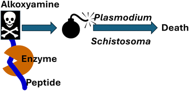 Graphical abstract: Dynamic covalent bonding (DCB): the bond lability of alkoxyamines as drugs against Schistosoma mansoni and Plasmodium falciparum