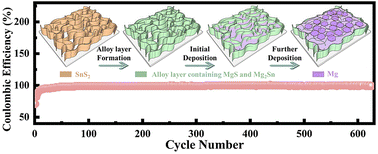 Graphical abstract: Enabling preferential Mg (0002) orientation electrodeposition via constructing a SnS2-engineering host for dendrite-free magnesium metal batteries