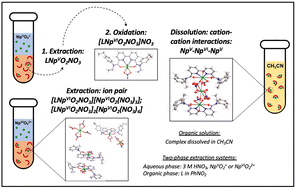 Graphical abstract: Redox transformations and cation–cation interactions of neptunium in organic solutions