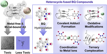 Graphical abstract: Leveraging heterocycle-fused 1,4-benzoquinone to design chemical modulators for both metal-free and metal-bound amyloid-β