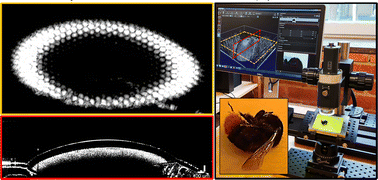 Graphical abstract: Optical coherence tomography in soft matter